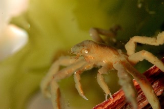 「クモガニ」のサムネイル画像