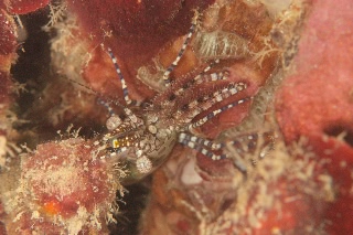 「ミズタマサンゴモエビ」のサムネイル画像