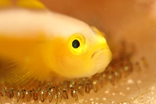 「ナカモトイロワケハゼ」のサムネイル画像