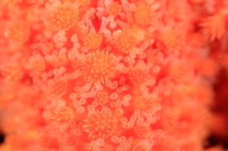 「フサトゲニチリンヒトデ」のサムネイル画像