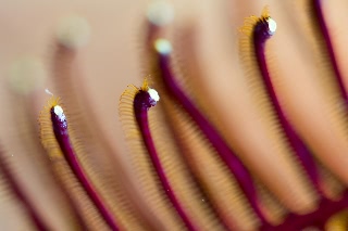 「ウミシダの仲間(sea feather)」のサムネイル画像