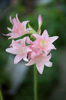 「植物の仲間」のサムネイル画像