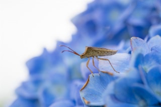 「カメムシの仲間」のサムネイル画像