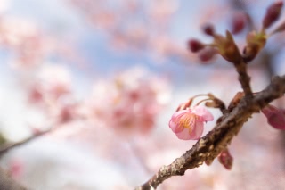 「カワヅザクラ(河津桜)」のサムネイル画像