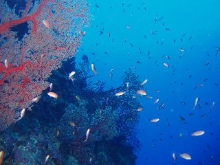 「それは舞い散る桜のように」のサムネイル画像