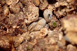 「エビの仲間」のサムネイル画像