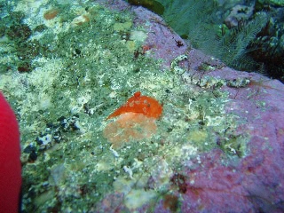 「ウミウシの仲間」のサムネイル画像