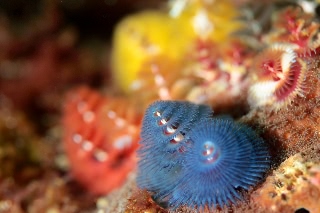 「イバラカンザシ(Christmas tree worm)」のサムネイル画像