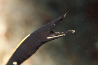 「ハナヒゲウツボ(blue ribbon eel)」のサムネイル画像