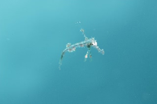 「ニシキフウライウオ(Ghost pipe fish)」のサムネイル画像