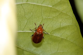 「昆虫の仲間」のサムネイル画像