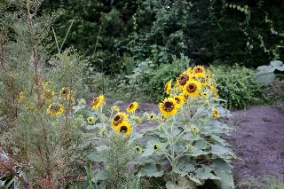 「植物の仲間」のサムネイル画像