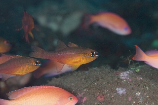 「テンジクダイの仲間」のサムネイル画像