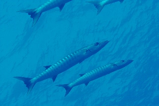 「オオカマス(Barracuda)」のサムネイル画像