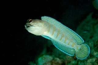 「ゴールドスペックジョーフィッシュ(gold-specs jawfish)」のサムネイル画像