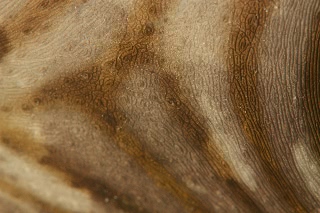 「スジモヨウフグ 」のサムネイル画像