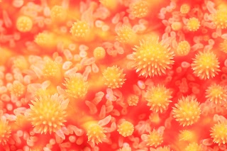 「フサトゲニチリンヒトデ」のサムネイル画像