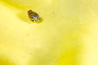 「ホテイウオ(ゴッコ)」のサムネイル画像