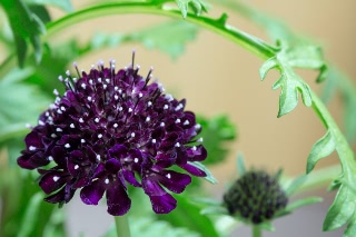 「Black Knight(ブラックナイト)」のサムネイル画像