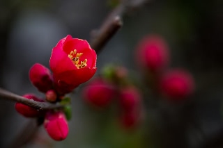 「ボケ」のサムネイル画像