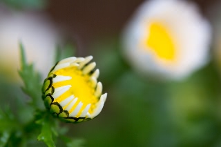 「植物の仲間」のサムネイル画像