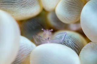 「ミズタマサンゴカクレエビ(Bubble coral shrimp,バブルコーラルシュリンプ)」のサムネイル画像