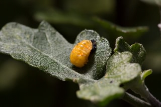 「テントウムシの仲間」のサムネイル画像