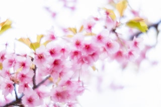 「カワヅザクラ(河津桜)」のサムネイル画像