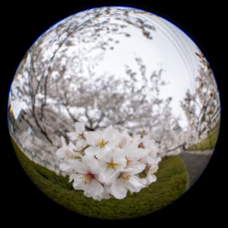 「ソメイヨシノ(染井吉野)」のサムネイル画像