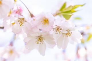 「オオヤマザクラ(エゾヤマザクラ,ベニヤマザクラ)」のサムネイル画像