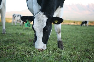 「興味津々の牛さん」のサムネイル画像