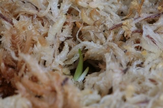 「サギソウ(鷺草)」のサムネイル画像