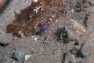 「バイオレットボクサーシュリンプ(Blue boxer shrimp)」のサムネイル画像