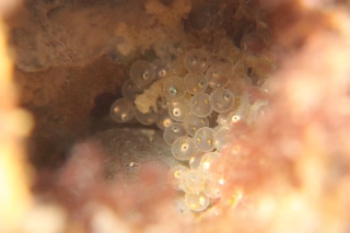 「ウスジリカジカ」のサムネイル画像