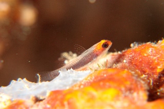 「オレンジヘッドピグミーゴビー(orange-head pygmy-goby)」のサムネイル画像