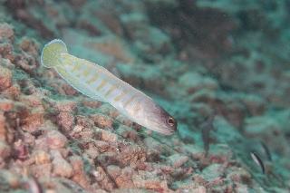 「ゴールドスペックジョーフィッシュ(gold-specs jawfish)」のサムネイル画像
