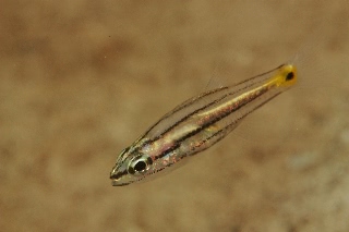 「無題」のサムネイル画像