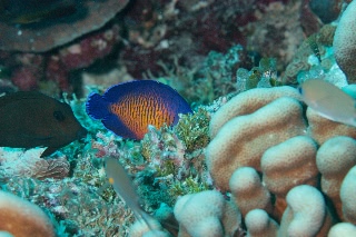 「ルリヤッコ」のサムネイル画像