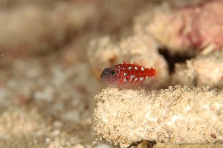 「無題」のサムネイル画像