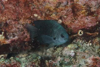 「無題」のサムネイル画像