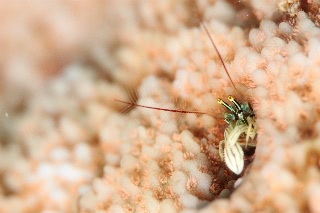 「カンザシヤドカリ(Coral Hermit Crab)」のサムネイル画像