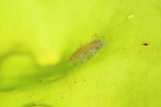 「ホタテガイ」のサムネイル画像