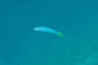 「オグロクロユリハゼ(Tail spot dart Goby)」のサムネイル画像