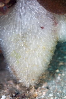 「ホヤの仲間」のサムネイル画像