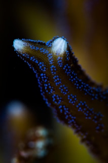 「ショウガサンゴ」のサムネイル画像