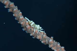 「無題」のサムネイル画像