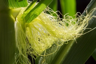 「レインボーコーン(虹色トウモロコシ,七色トウモロコシ,グラスジェムコーン,ジュエリーコーン)」のサムネイル画像