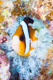 「クマノミ(Anemonefish)」のサムネイル画像