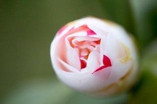 「ツバキ」のサムネイル画像