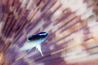 「ローランドダムゼル(Rolland's demoiselle)」のサムネイル画像